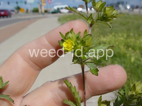 cinquefoil, silvery